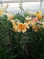 [4142 Eudoxia No01.JPG]